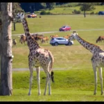 Woburn Safari Park UK Best Wildlife Safari Experience Explained