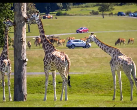 Woburn Safari Park UK Best Wildlife Safari Experience Explained