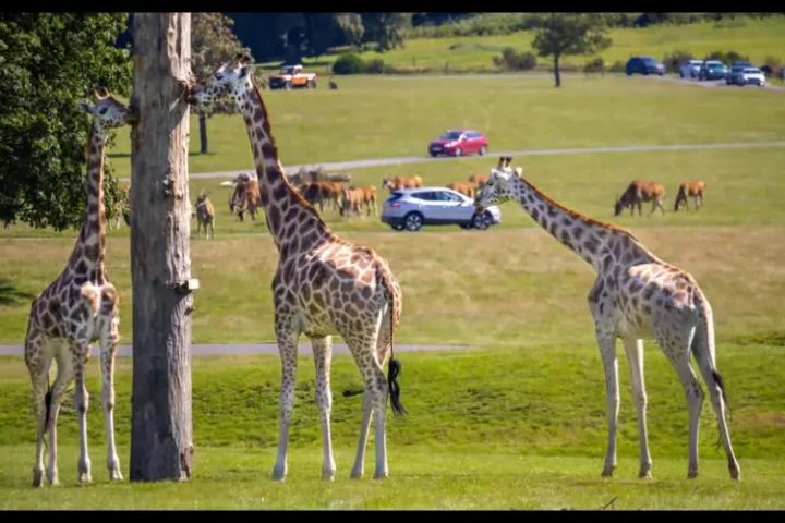 Woburn Safari Park UK Best Wildlife Safari Experience Explained