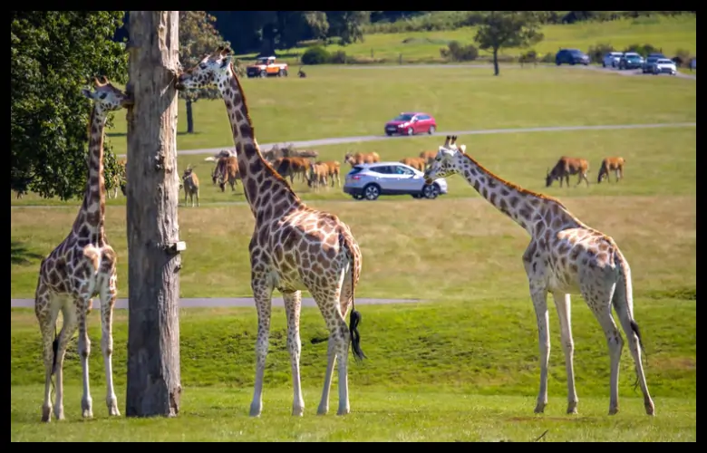 Woburn Safari Park UK Best Wildlife Safari Experience Explained